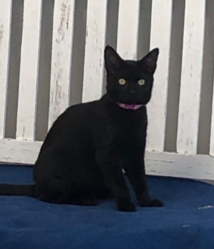 Enlarge Kersey, a Adoptable mixed breed in Dalton, GA image 2/2