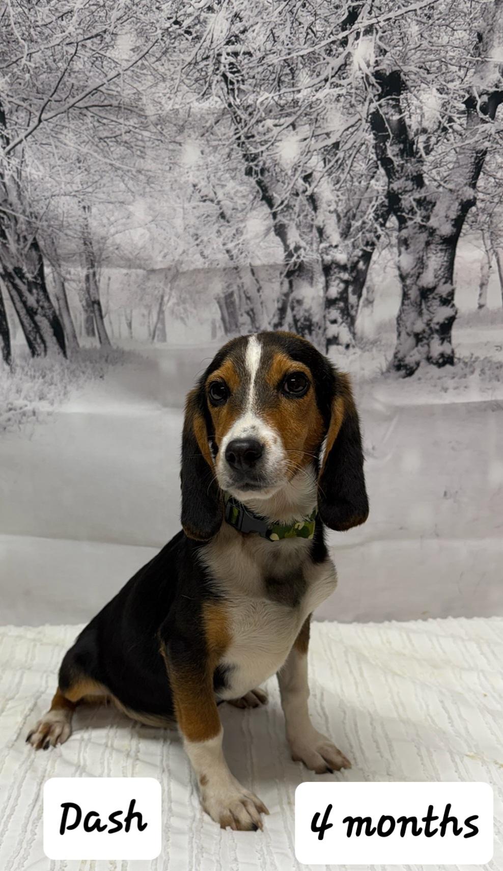 Dash, ADOPTABLE, Puppy Male Beagle.