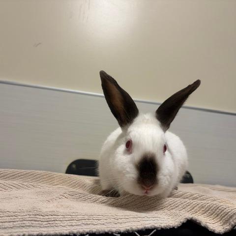 Lily, a Adoptable Bunny Rabbit in Novelty, OH image 1/2