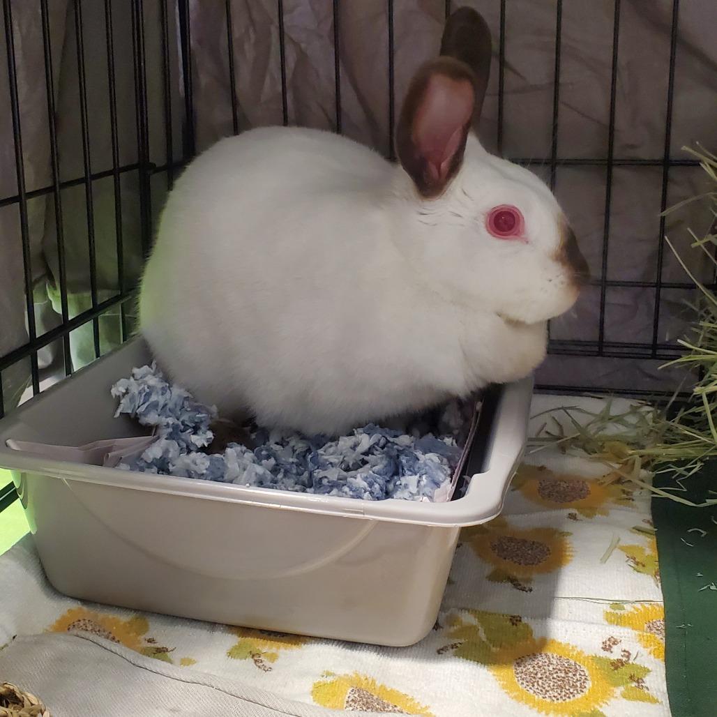 Lily, a Adoptable Bunny Rabbit in Novelty, OH image 2/2