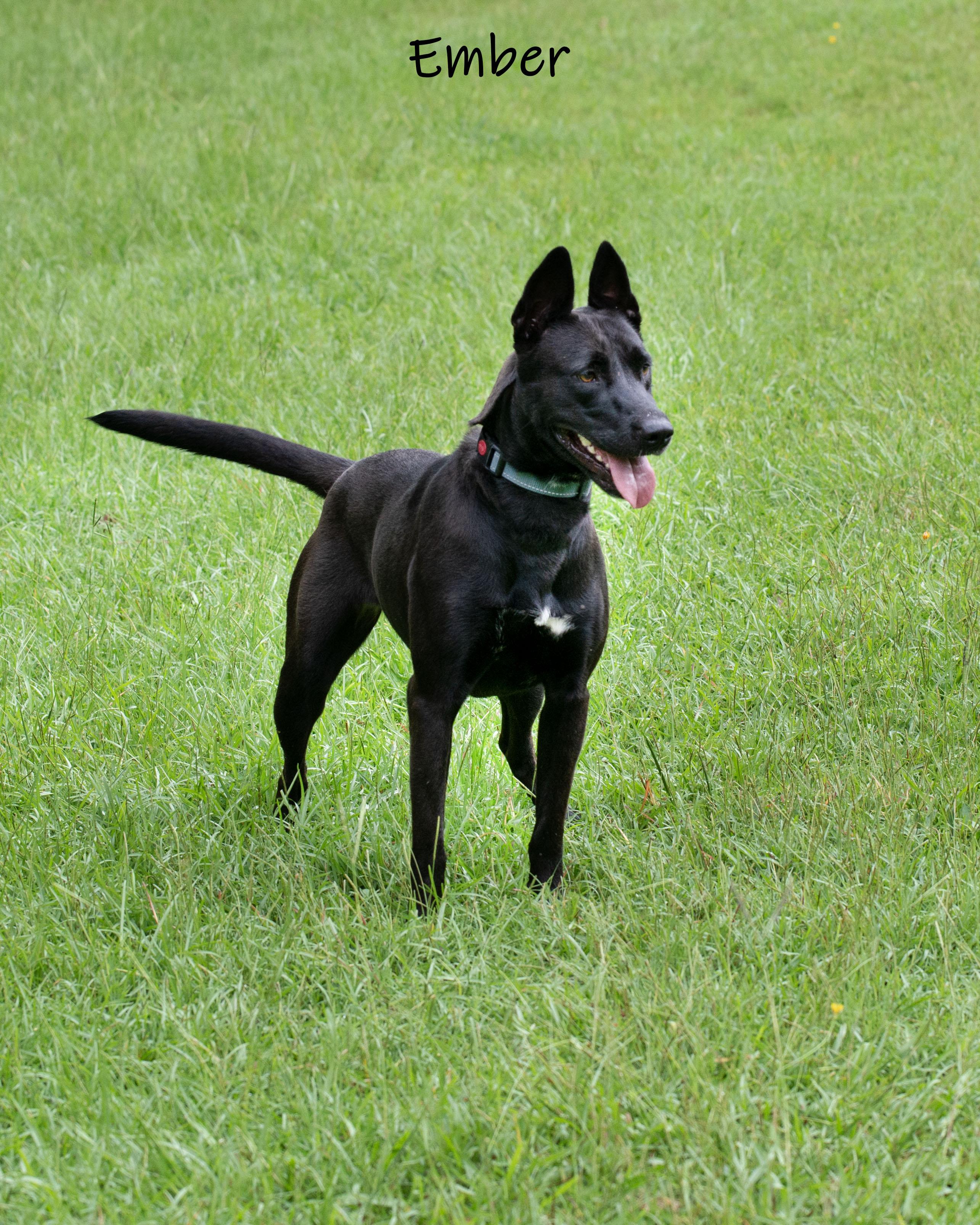 Ember