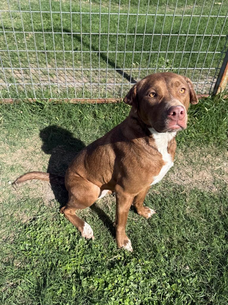Enlarge BLUE IVY, a Adoptable mixed breed in New Braunfels, TX image 2/6