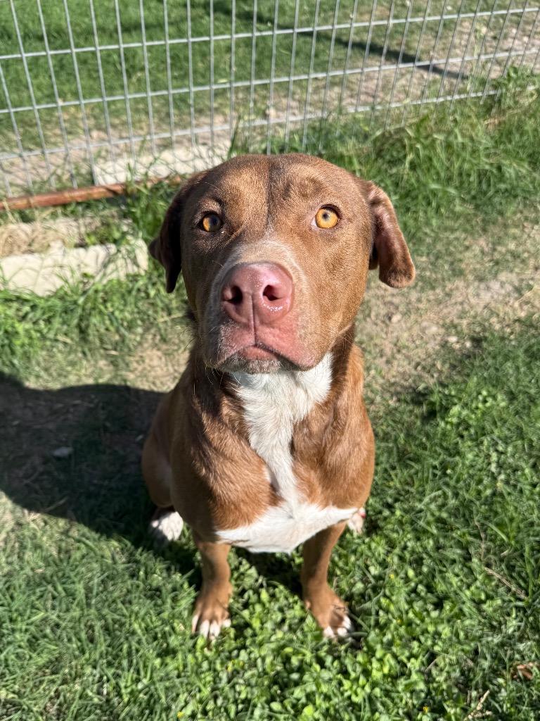 Enlarge BLUE IVY, a Adoptable mixed breed in New Braunfels, TX image 3/6