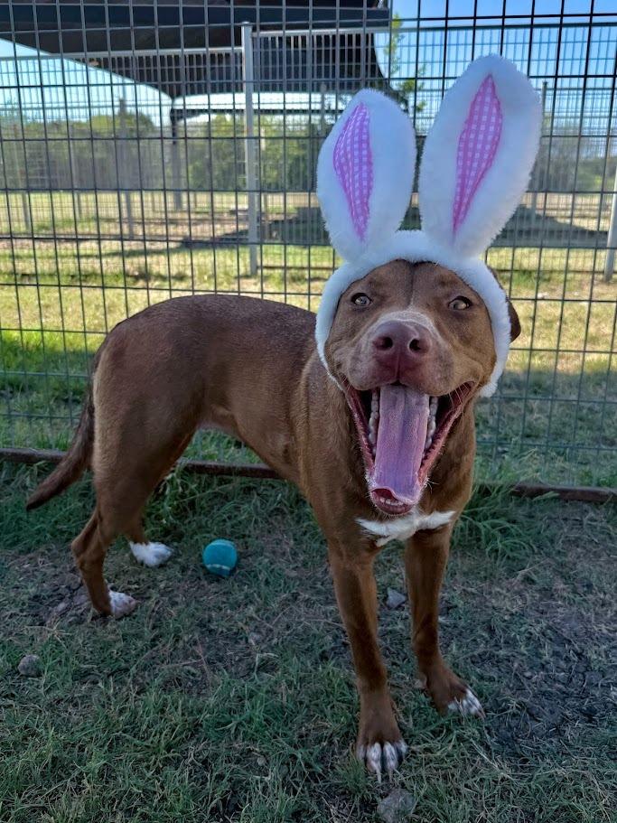 Enlarge BLUE IVY, a Adoptable mixed breed in New Braunfels, TX image 4/6