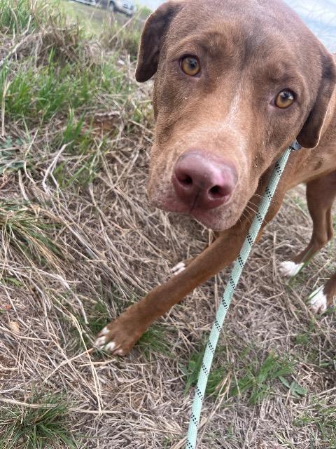 Enlarge BLUE IVY, a Adoptable mixed breed in New Braunfels, TX image 5/6