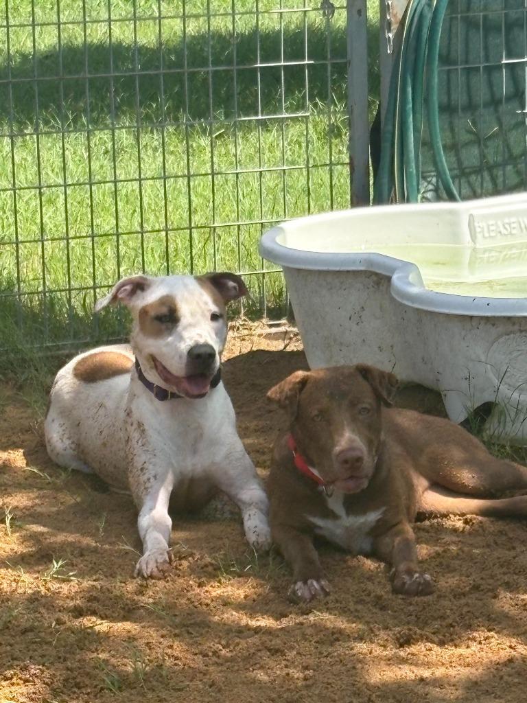 Enlarge BLUE IVY, a Adoptable mixed breed in New Braunfels, TX image 6/6