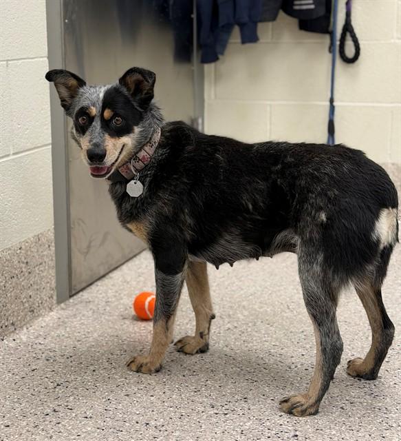 RIVER, Adoptable, Adult Female Australian Cattle Dog / Blue Heeler.