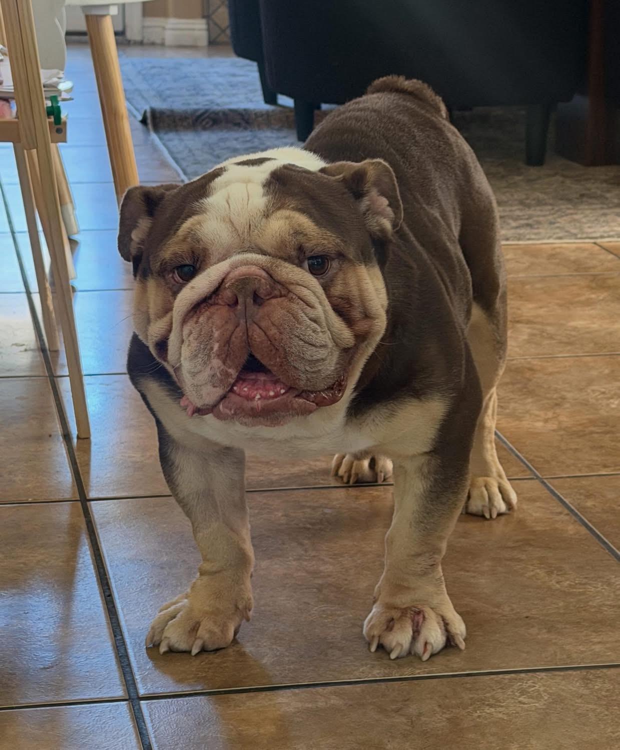 Enlarge Ollie, a ADOPTABLE English Bulldog in Las Vegas, NV image 1/3