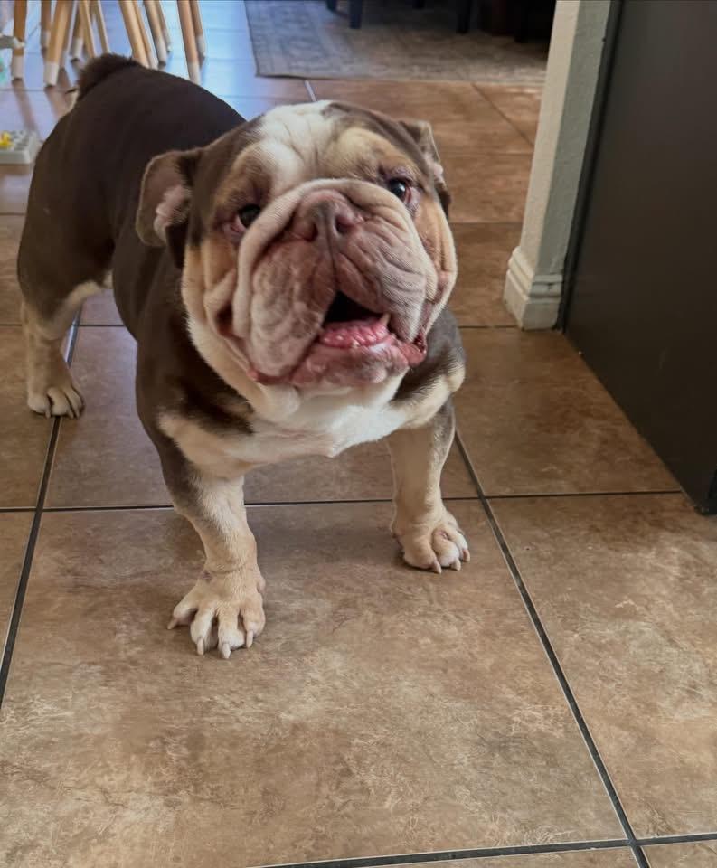 Enlarge Ollie, a ADOPTABLE English Bulldog in Las Vegas, NV image 2/3