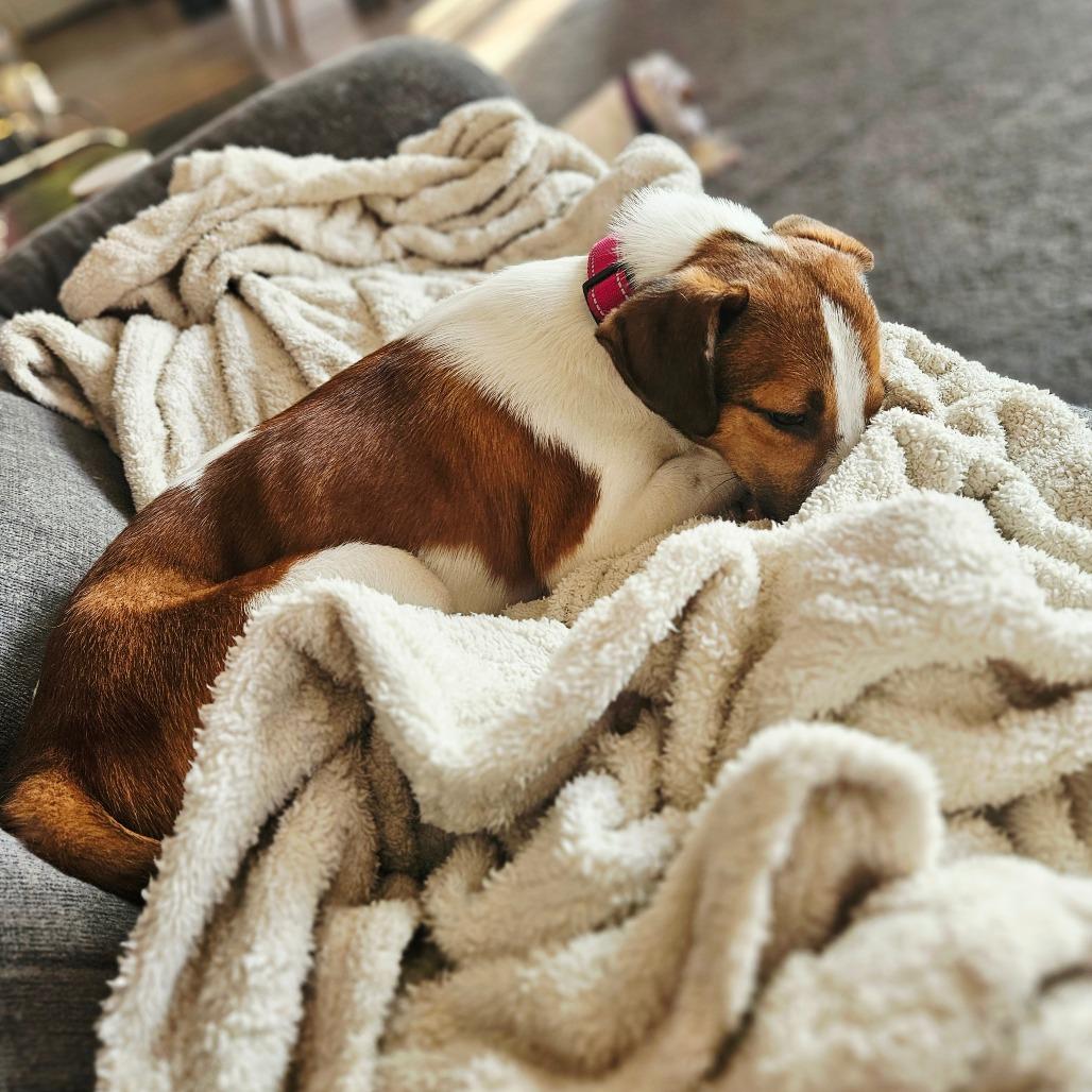 Enlarge June, a Adoptable mixed breed in Tomah, WI image 1/5