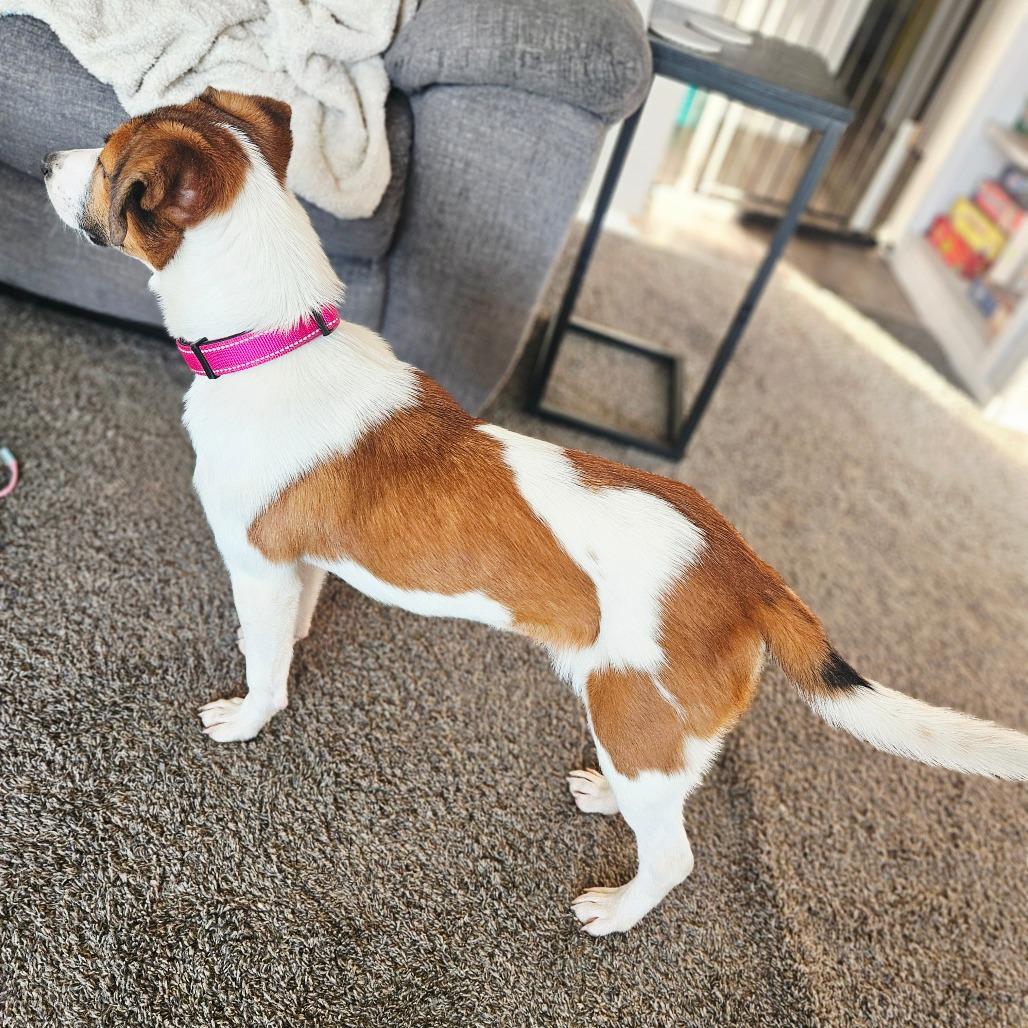 Enlarge June, a Adoptable mixed breed in Tomah, WI image 2/5