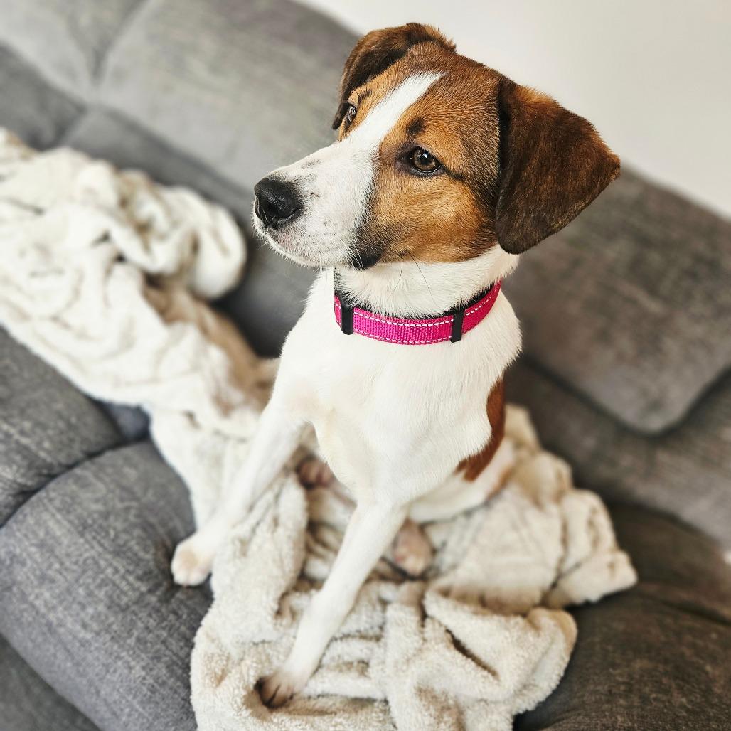 Enlarge June, a Adoptable mixed breed in Tomah, WI image 3/5