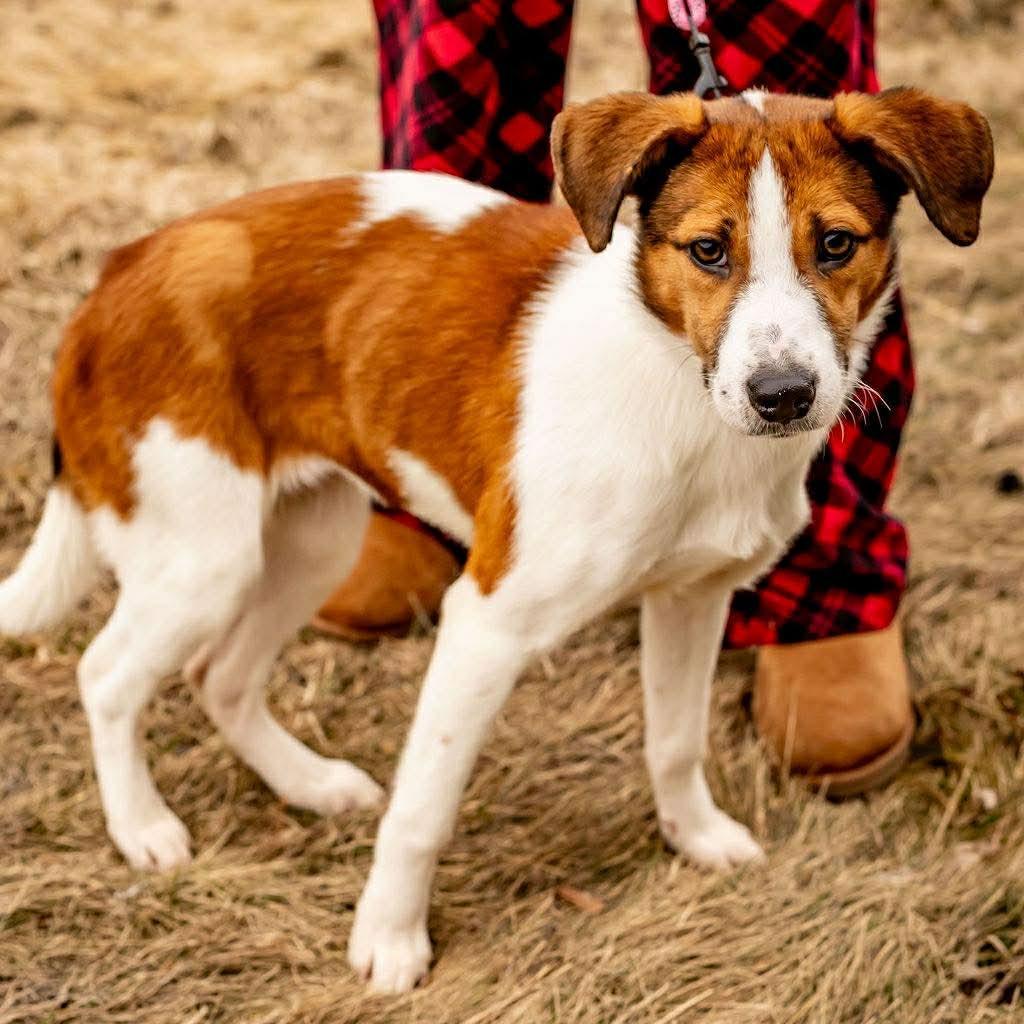 Enlarge June, a Adoptable mixed breed in Tomah, WI image 4/5