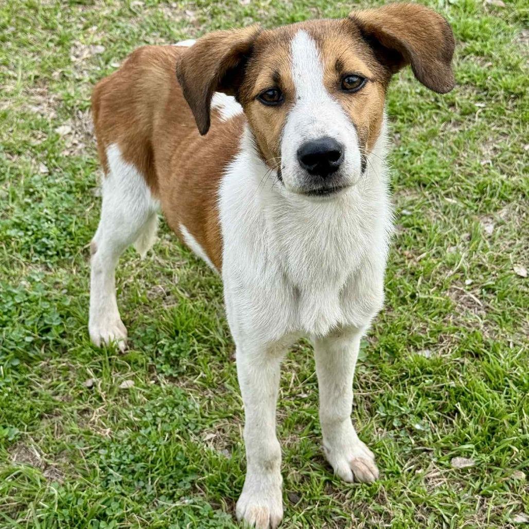 Enlarge June, a Adoptable mixed breed in Tomah, WI image 5/5