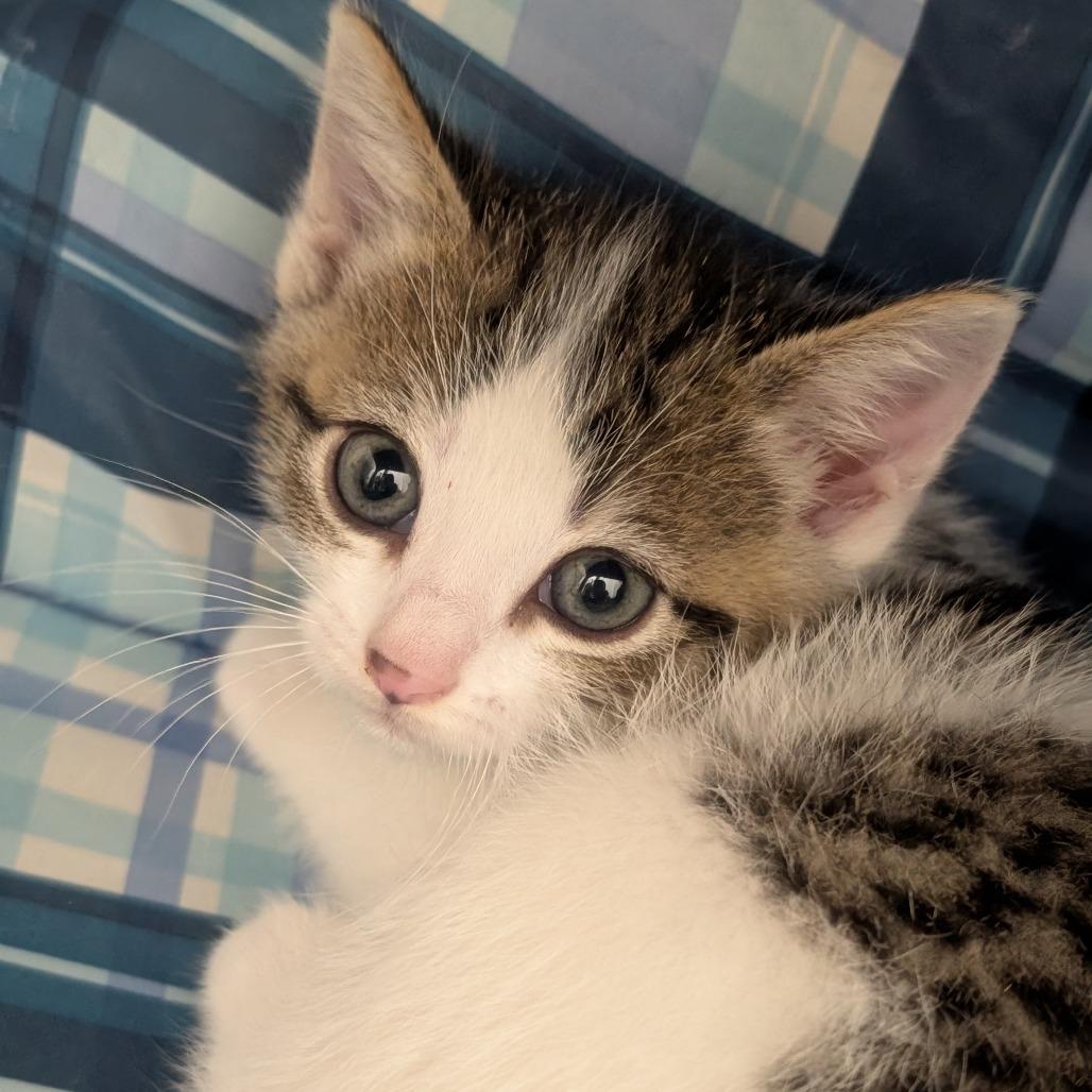 Lima, an adoptable Domestic Short Hair in Ridgway, CO, 81432 | Photo Image 2