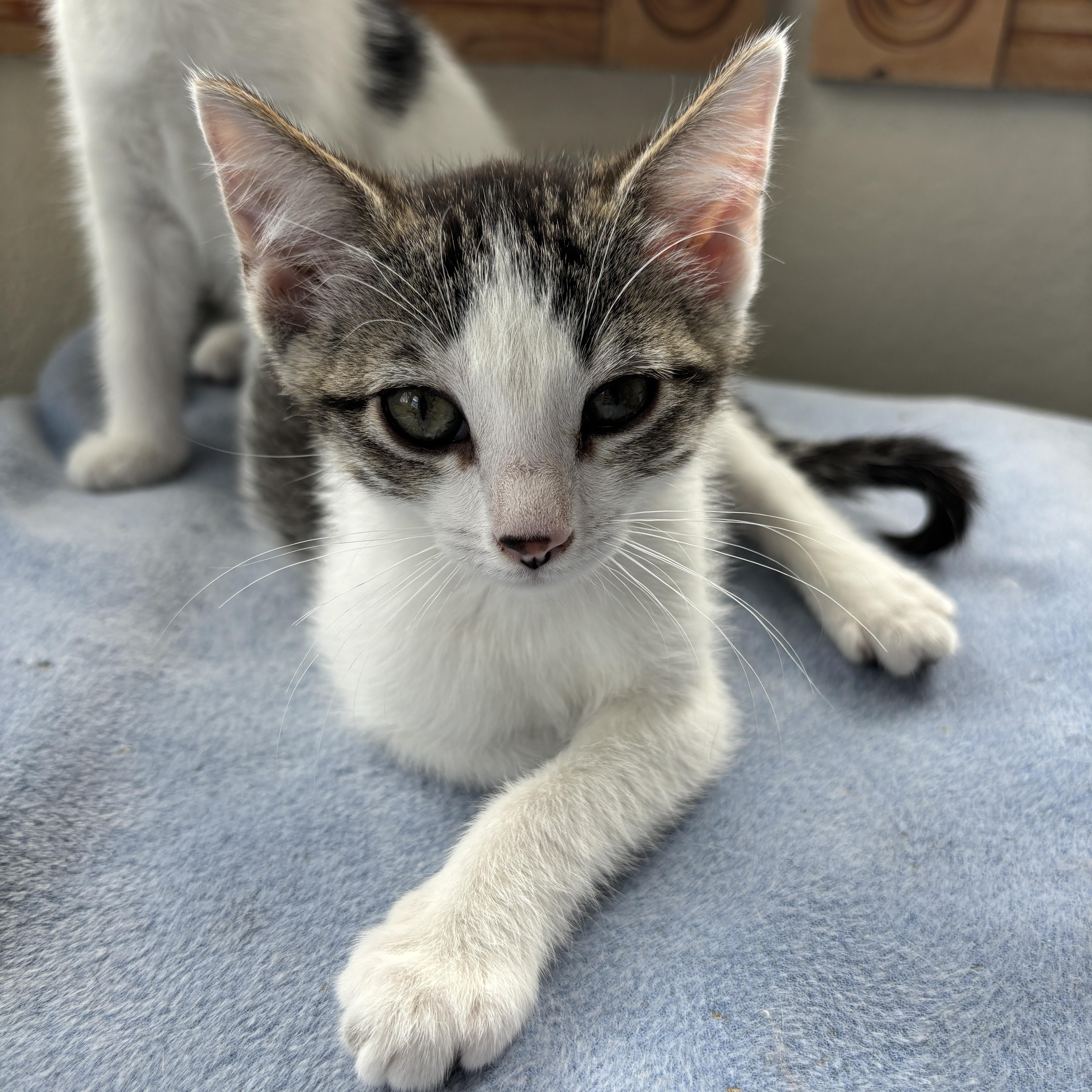 Lima, an adoptable Domestic Short Hair in Ridgway, CO, 81432 | Photo Image 1