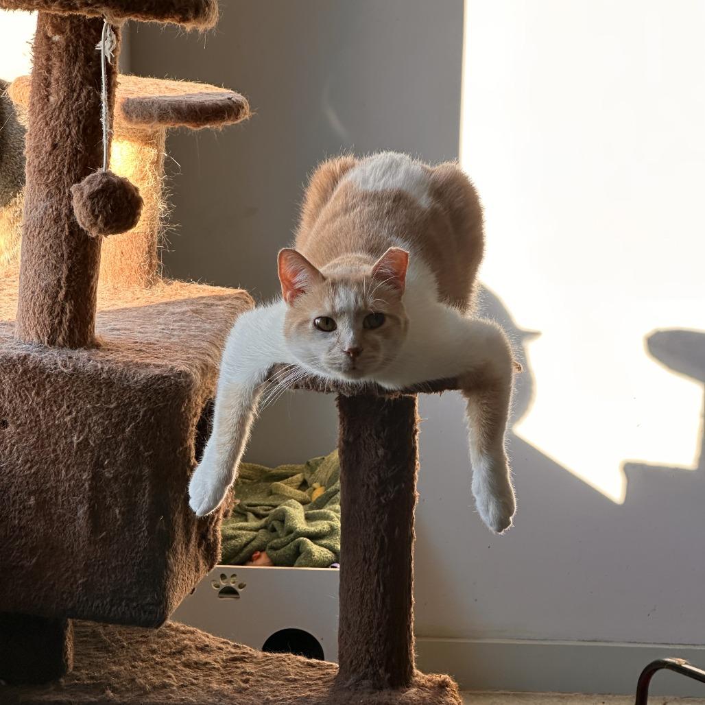 Enlarge Ollie, a Adoptable Domestic Short Hair in Richmond, IN image 2/4