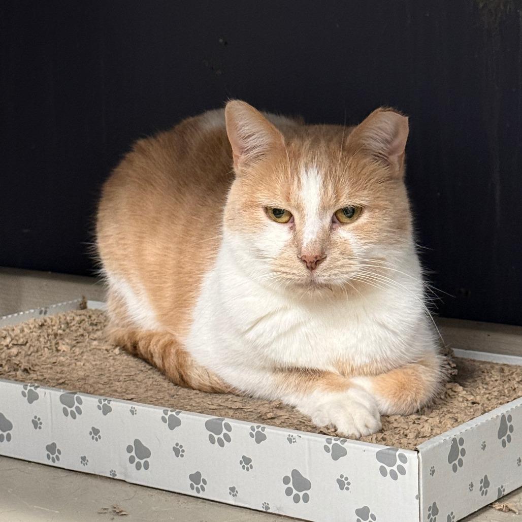 Enlarge Ollie, a Adoptable Domestic Short Hair in Richmond, IN image 3/4