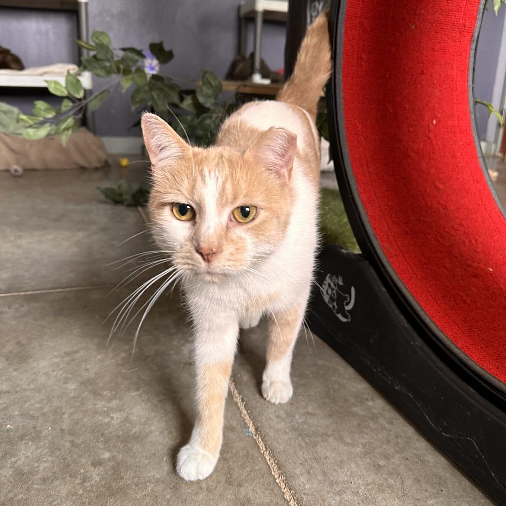 Enlarge Ollie, a Adoptable Domestic Short Hair in Richmond, IN image 4/4