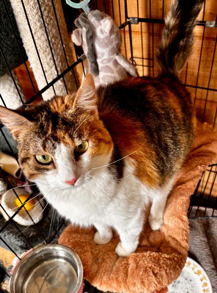 Monkey's Sister, Adoptable, Adult Female American Shorthair.