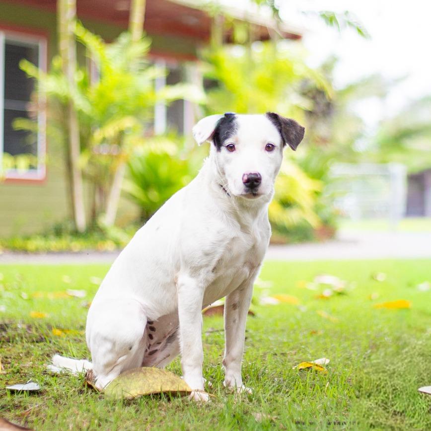 Lucy, a Adoptable Mixed Breed in Kailua Kona, HI image 1/6