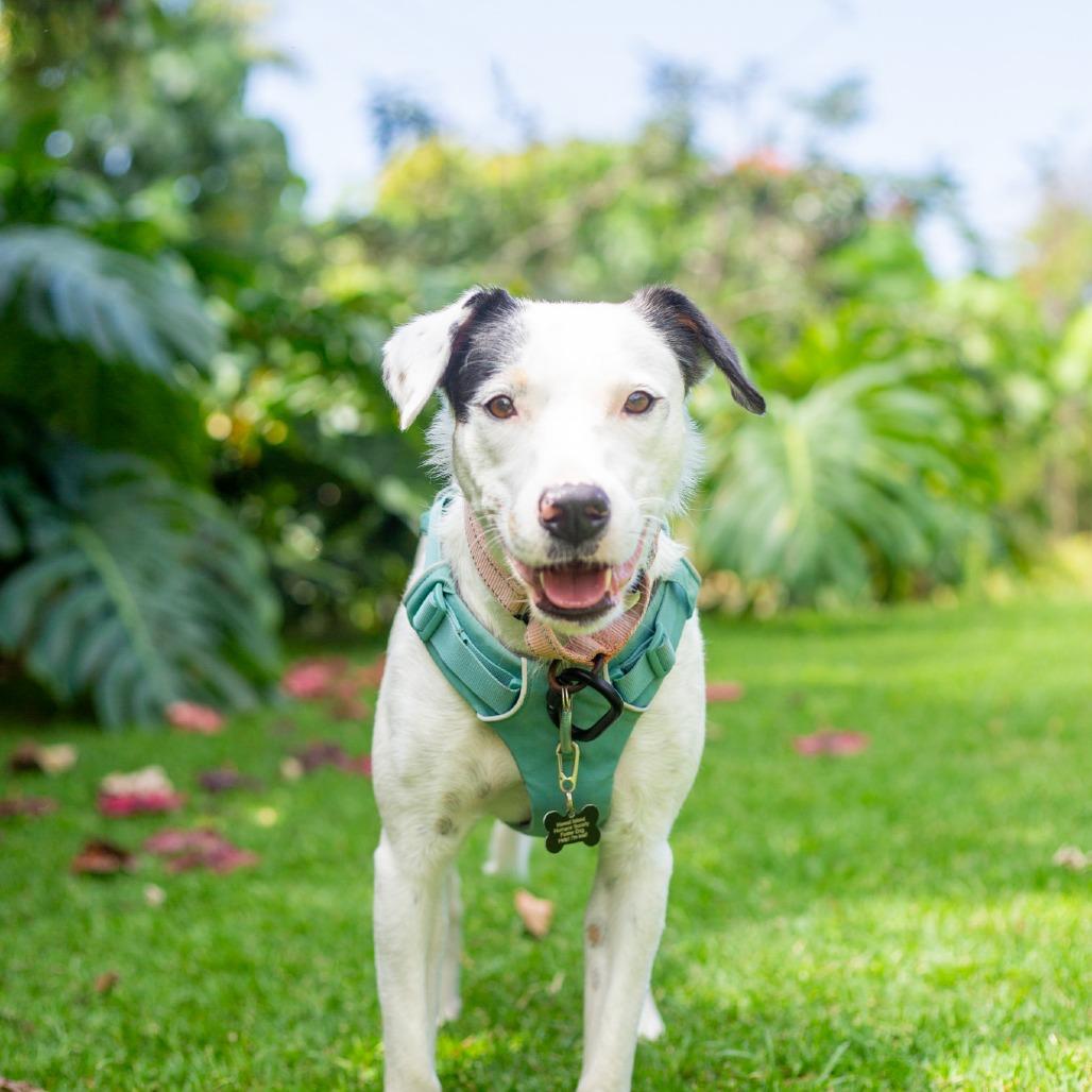 Enlarge Lucy, a Adoptable Mixed Breed in Kailua Kona, HI image 2/6