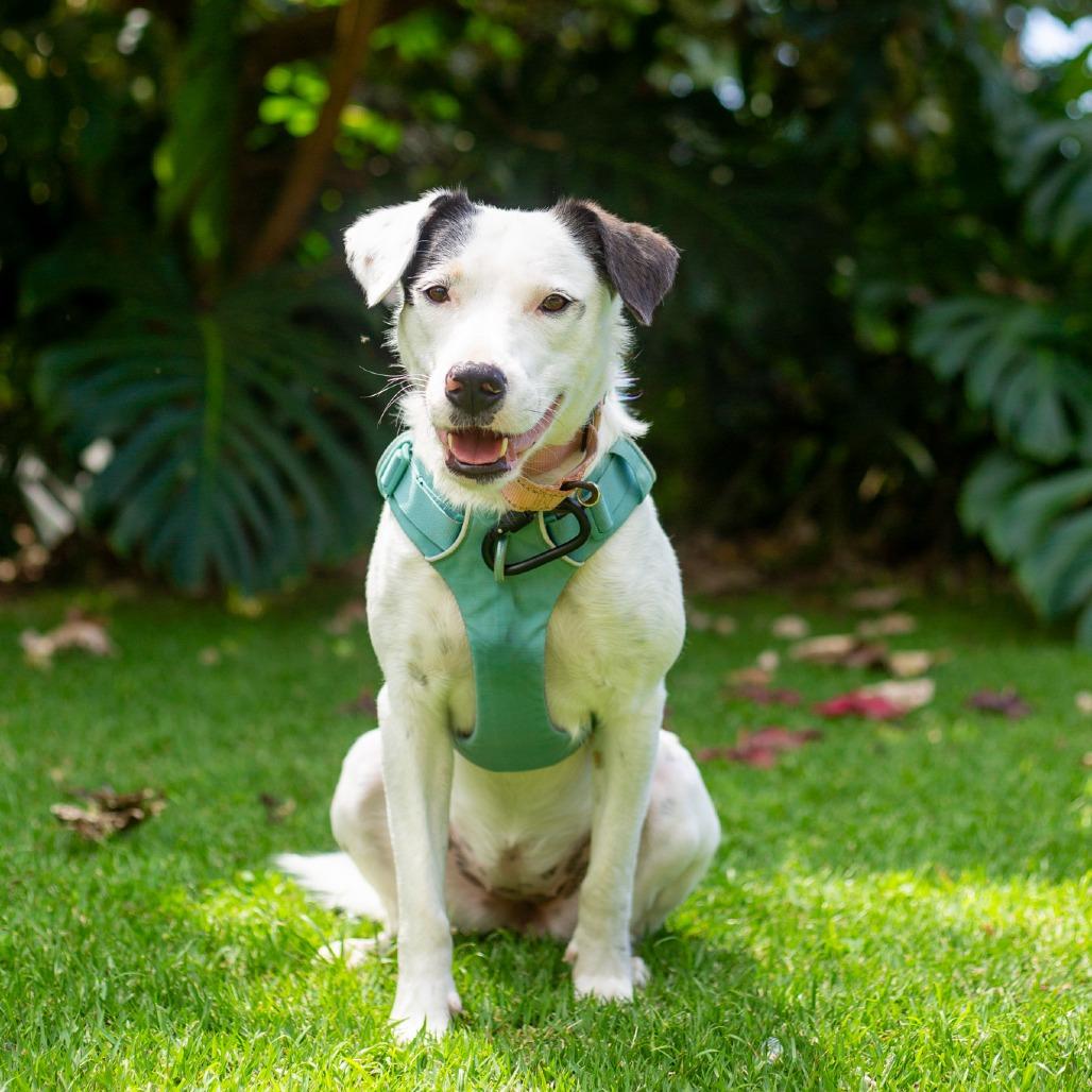 Enlarge Lucy, a Adoptable Mixed Breed in Kailua Kona, HI image 3/6
