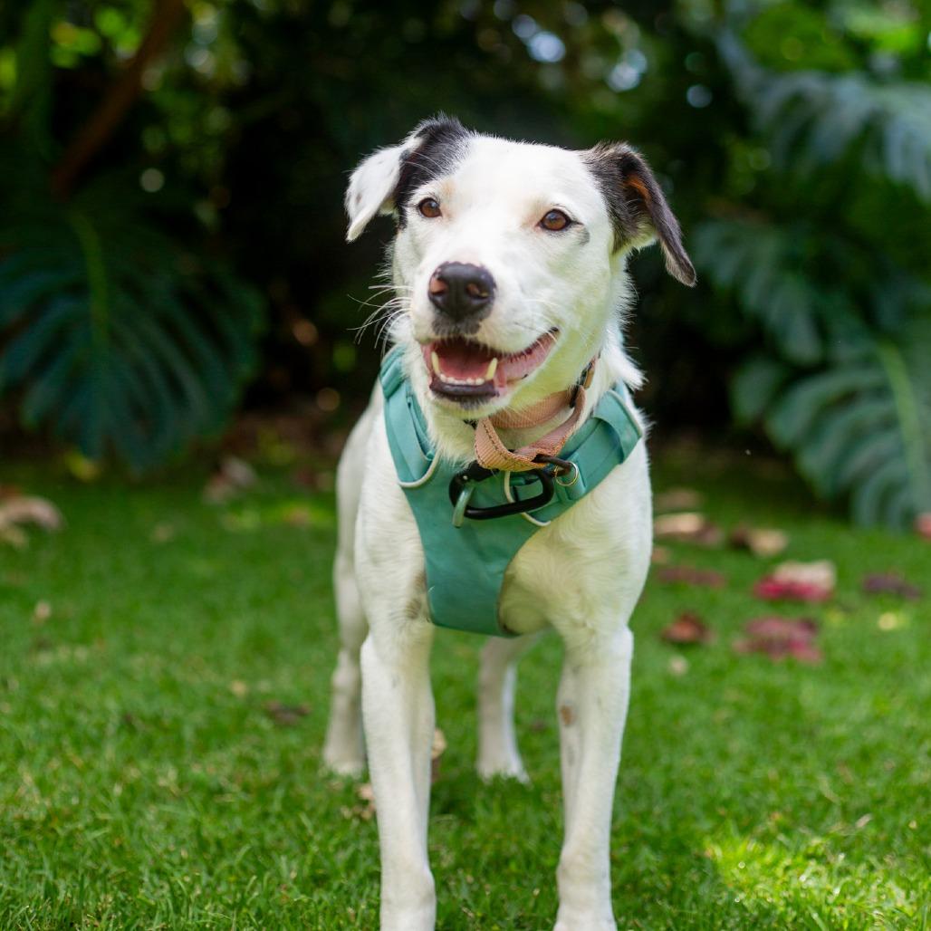 Enlarge Lucy, a Adoptable Mixed Breed in Kailua Kona, HI image 4/6
