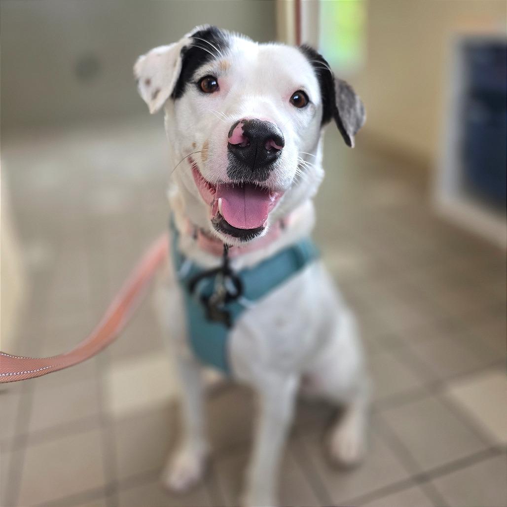 Lucy, a Adoptable Mixed Breed in Kailua Kona, HI image 3/6