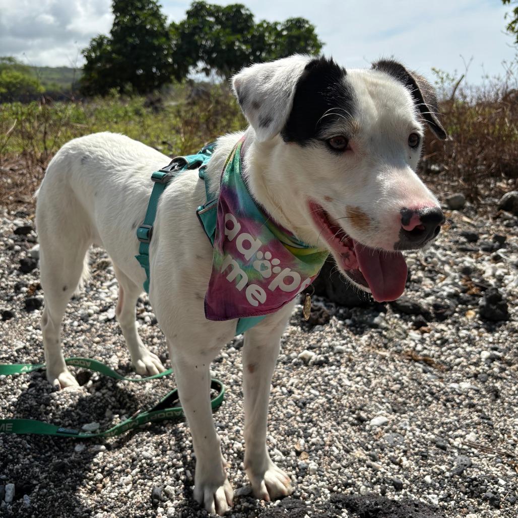 Lucy, a Adoptable Mixed Breed in Kailua Kona, HI image 6/6
