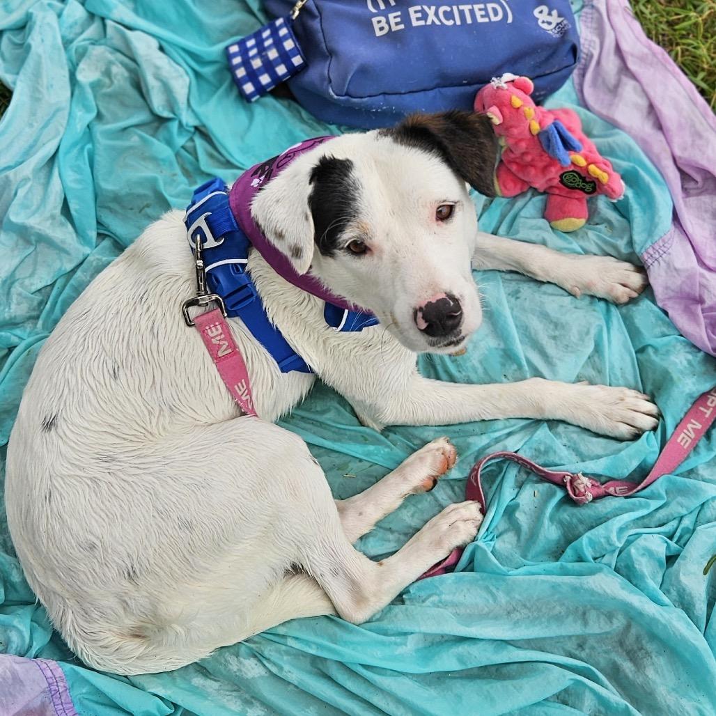 Enlarge Lucy, a Adoptable Mixed Breed in Kailua Kona, HI image 6/6