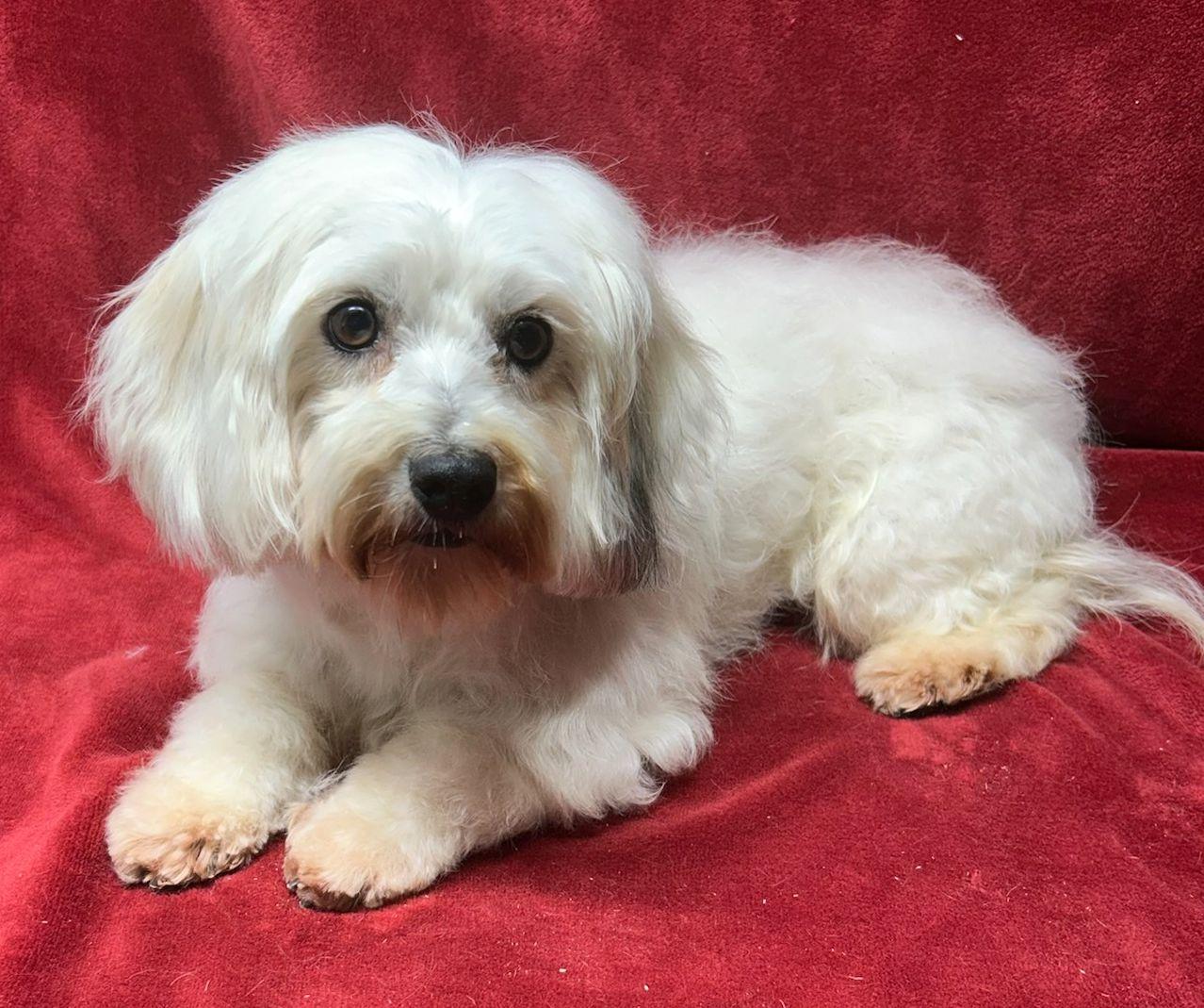 Enlarge BAILEY (ohiosdrescue@gmail.com), a ADOPTABLE Coton de Tulear in Rossford, OH image 5/5