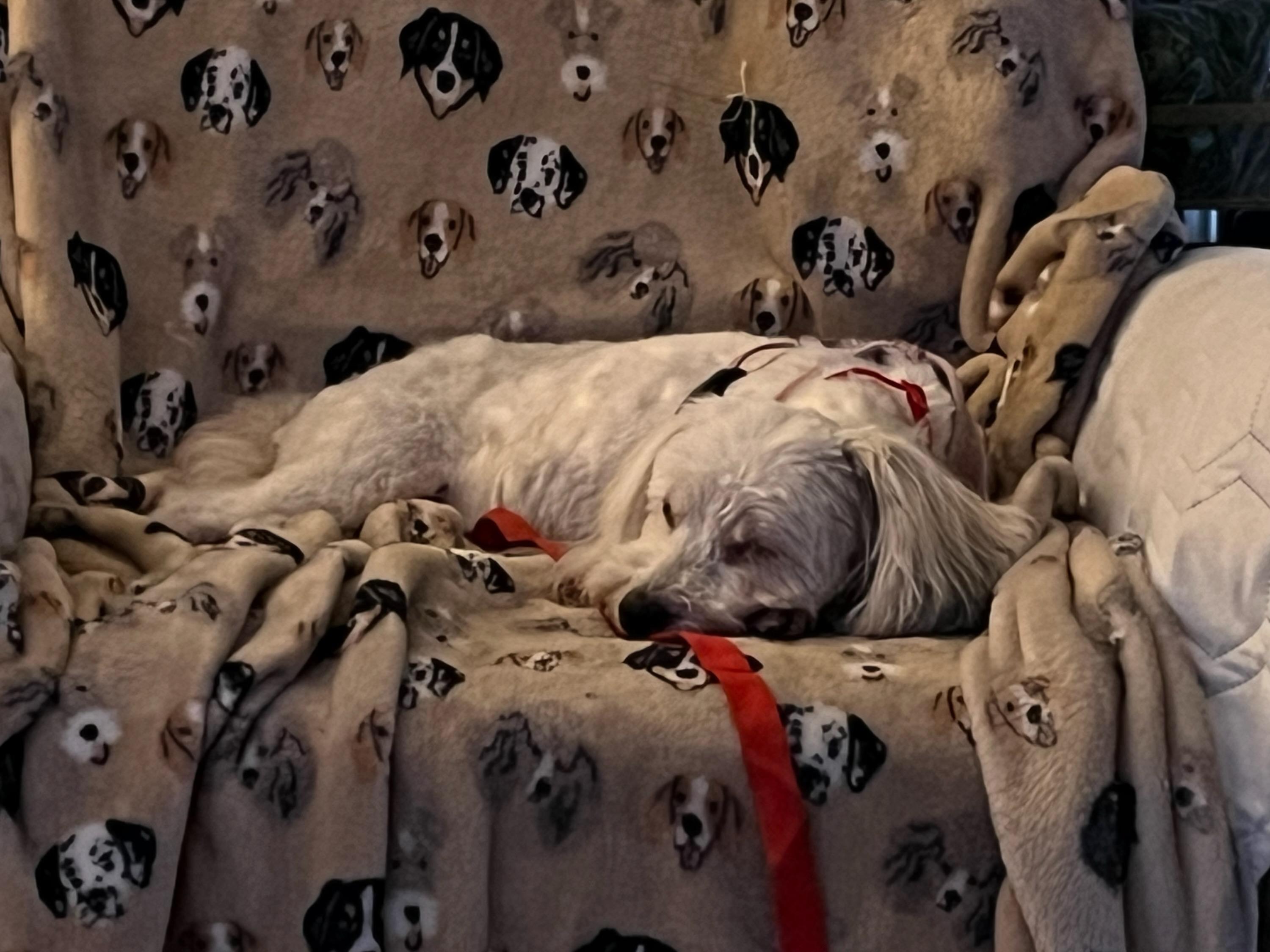 Enlarge BAILEY (ohiosdrescue@gmail.com), a ADOPTABLE Coton de Tulear in Rossford, OH image 3/5