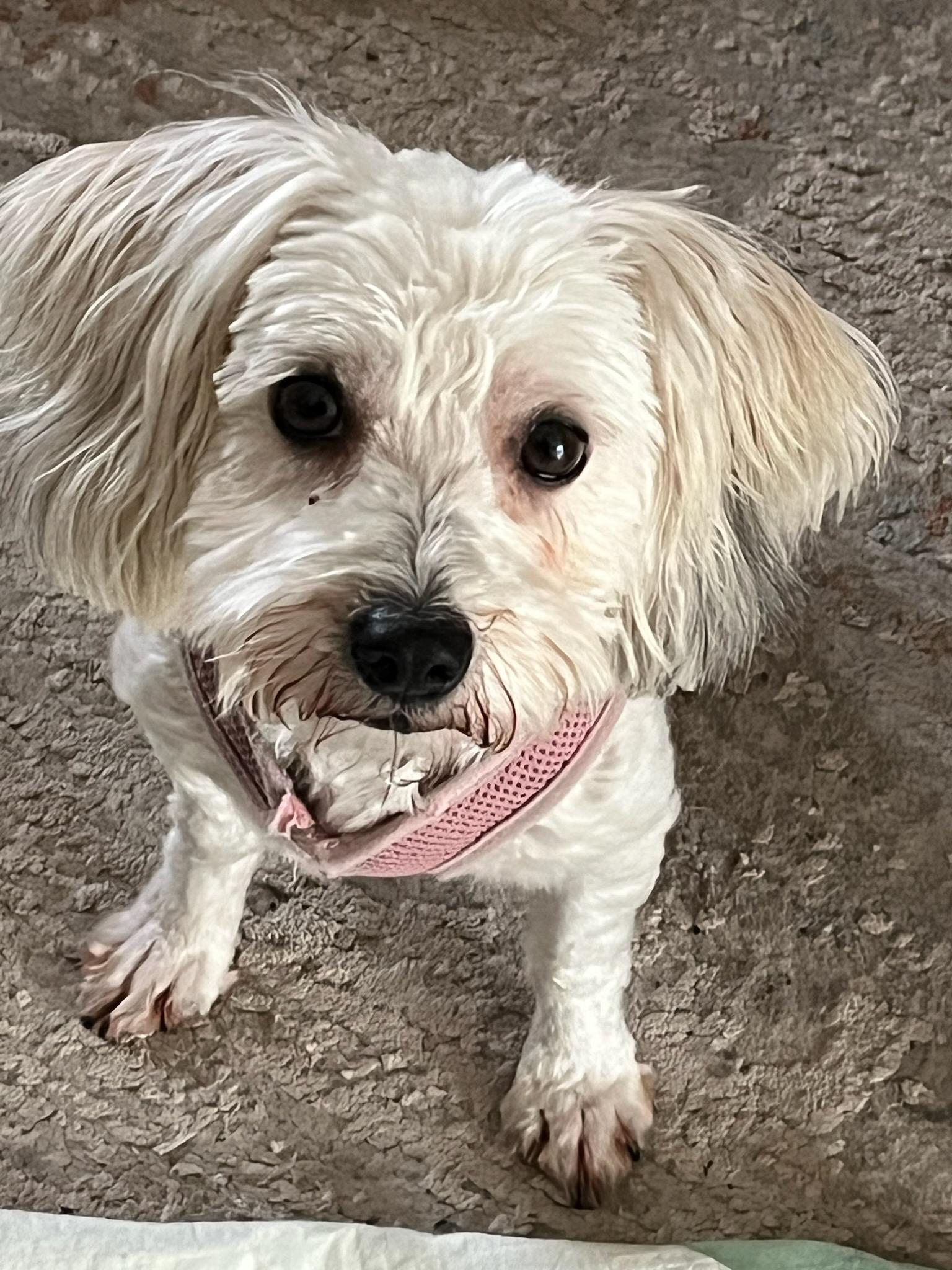 Enlarge BAILEY (ohiosdrescue@gmail.com), a ADOPTABLE Coton de Tulear in Rossford, OH image 2/5