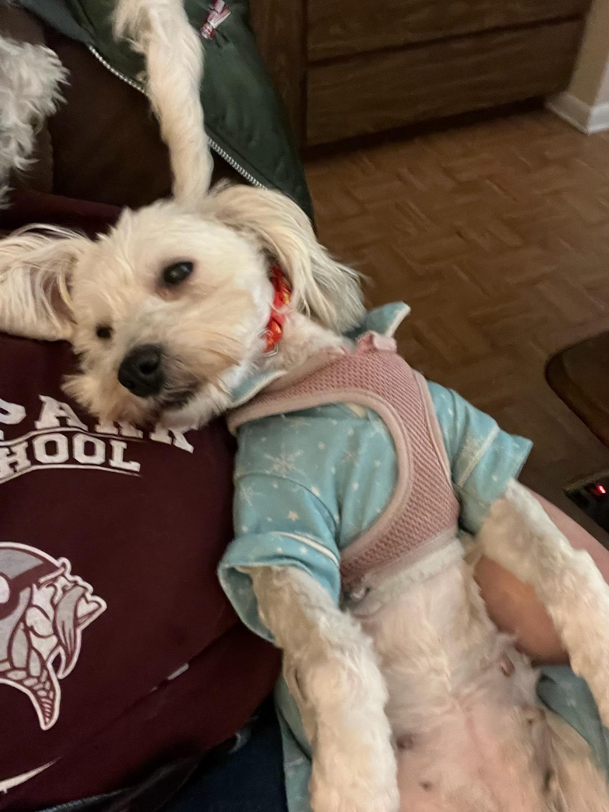 Enlarge BAILEY (ohiosdrescue@gmail.com), a ADOPTABLE Coton de Tulear in Rossford, OH image 4/5