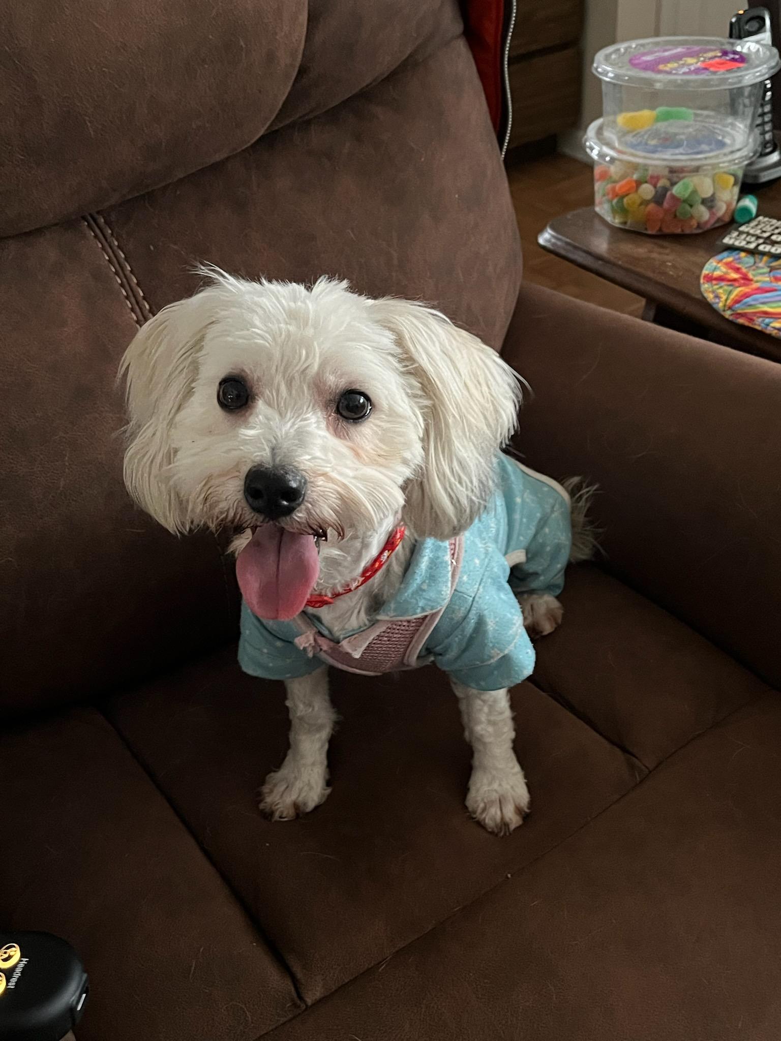 Enlarge BAILEY (ohiosdrescue@gmail.com), a ADOPTABLE Coton de Tulear in Rossford, OH image 1/5