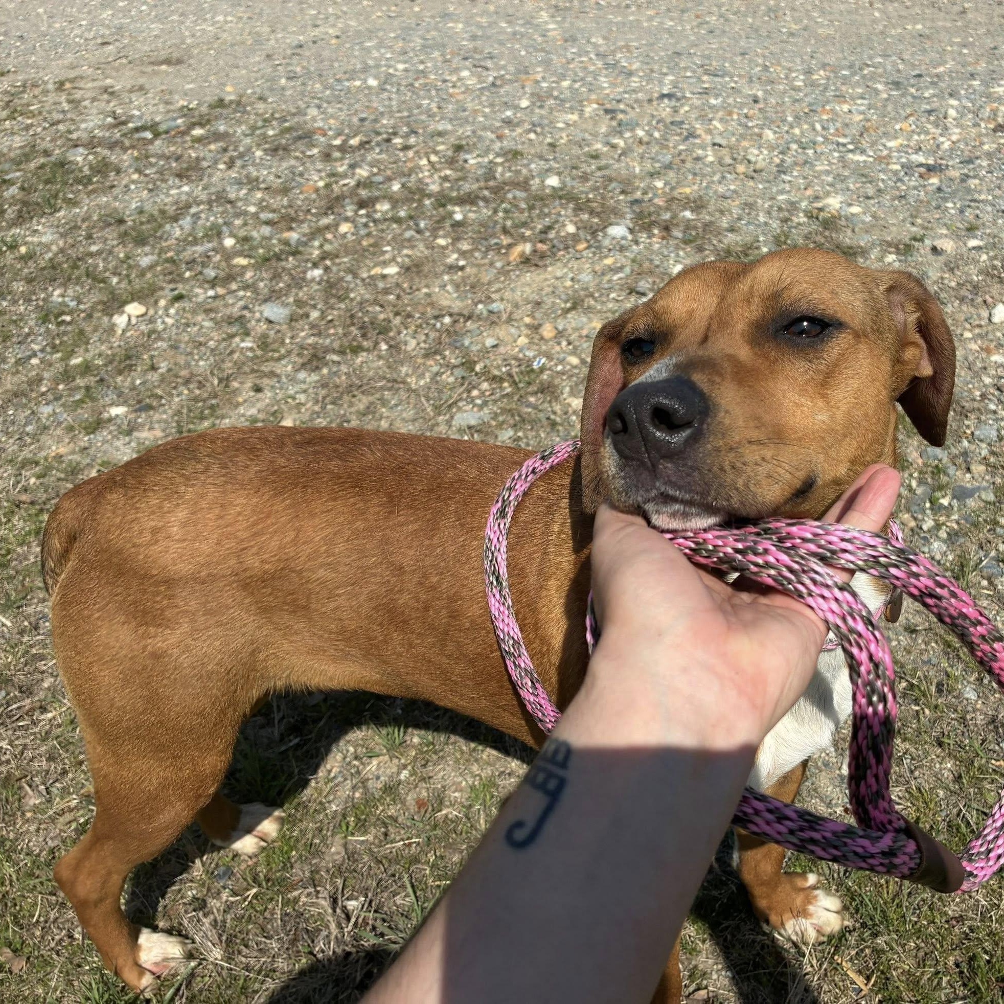Enlarge Jelly Bean, a ADOPTABLE mixed breed in Cumberland , VA image 2/6