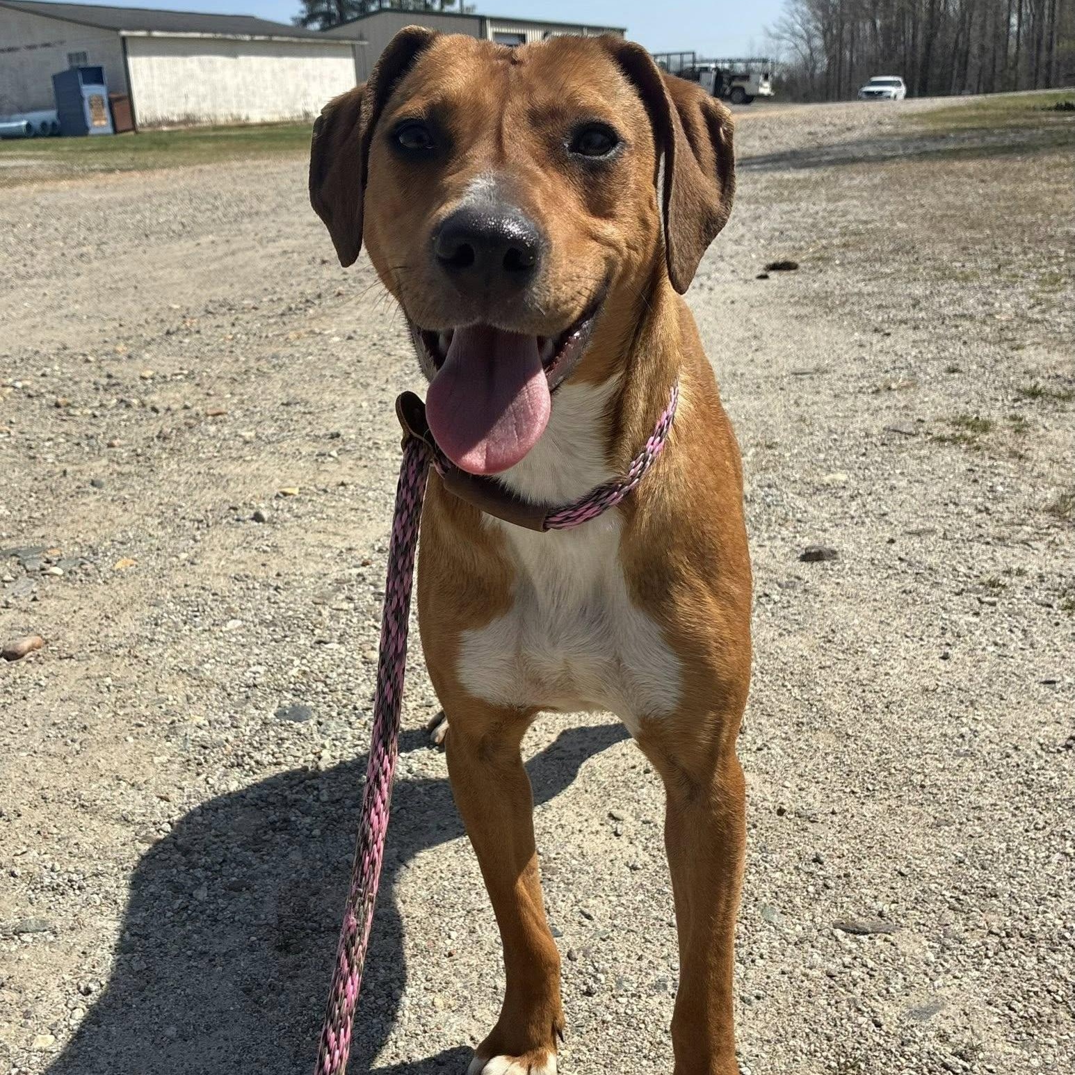 Enlarge Jelly Bean, a ADOPTABLE mixed breed in Cumberland , VA image 5/6