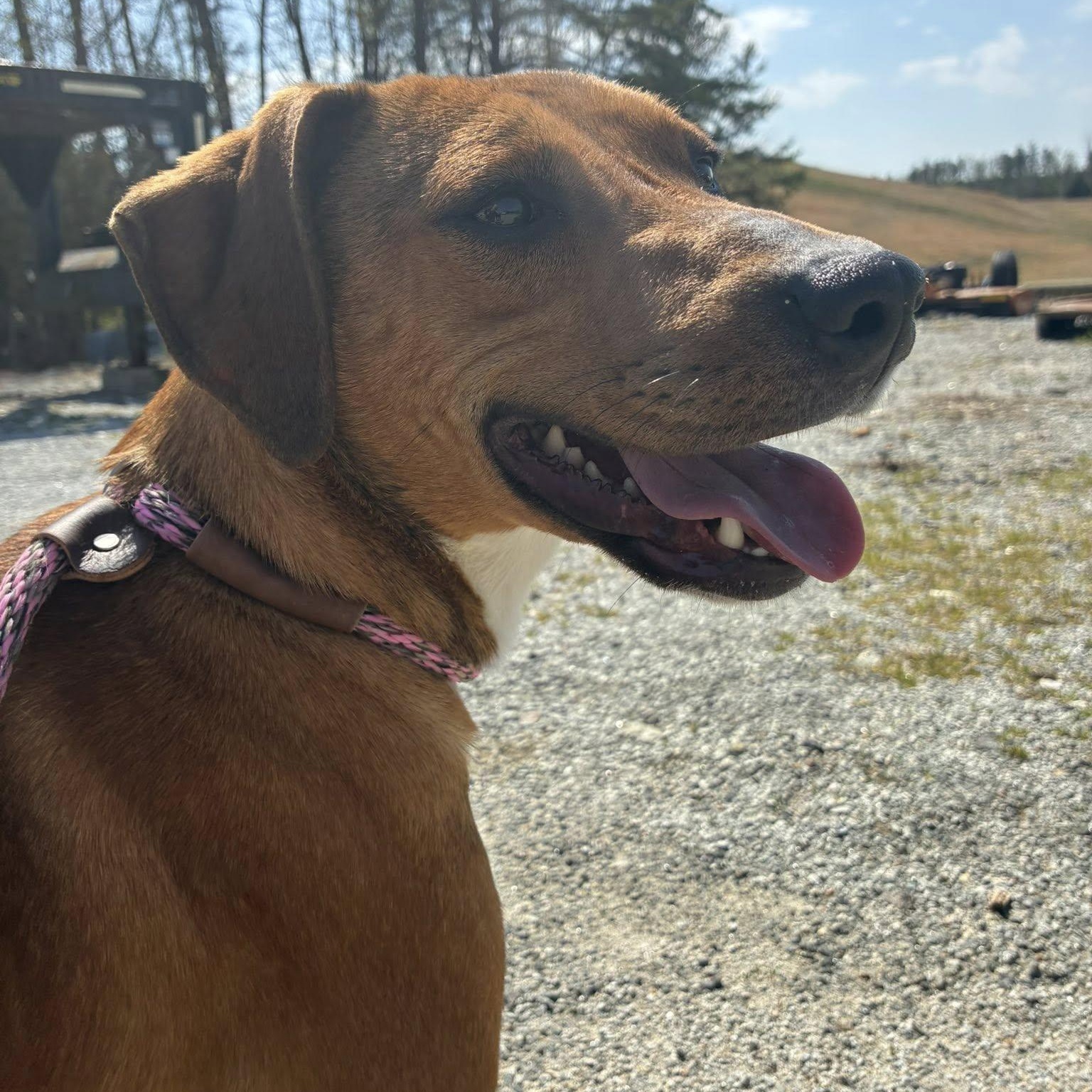 Enlarge Jelly Bean, a ADOPTABLE mixed breed in Cumberland , VA image 3/6