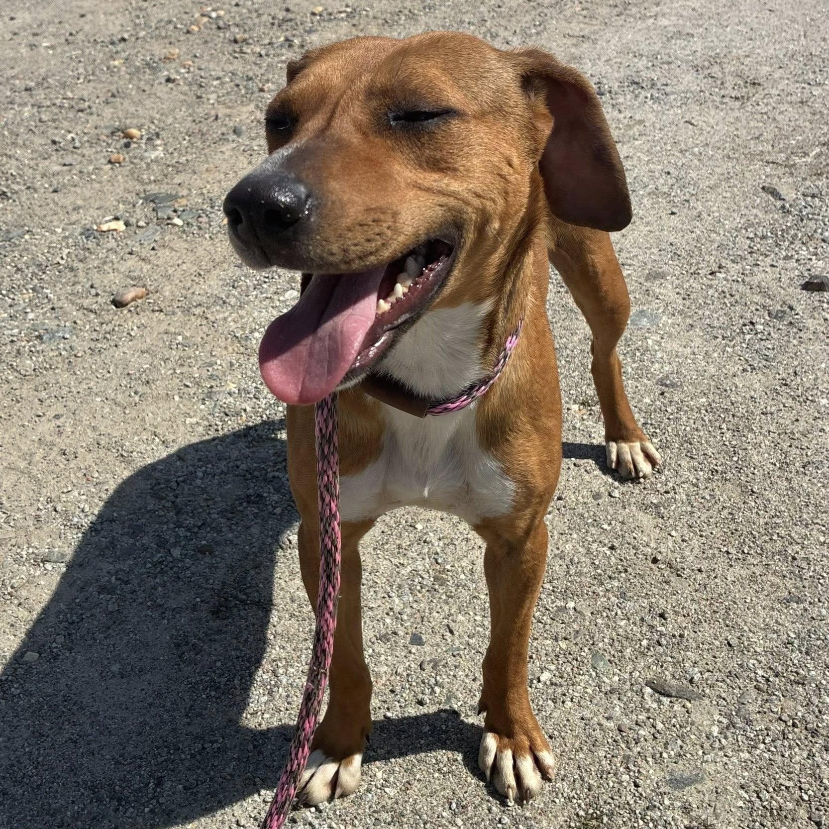Enlarge Jelly Bean, a ADOPTABLE mixed breed in Cumberland , VA image 6/6