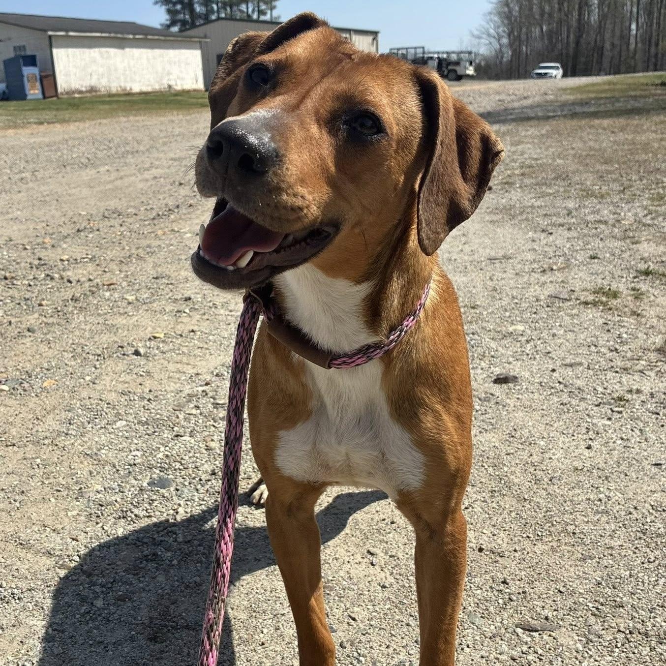 Jelly Bean, ADOPTABLE, Young Female American Foxhound & Cattle Dog.