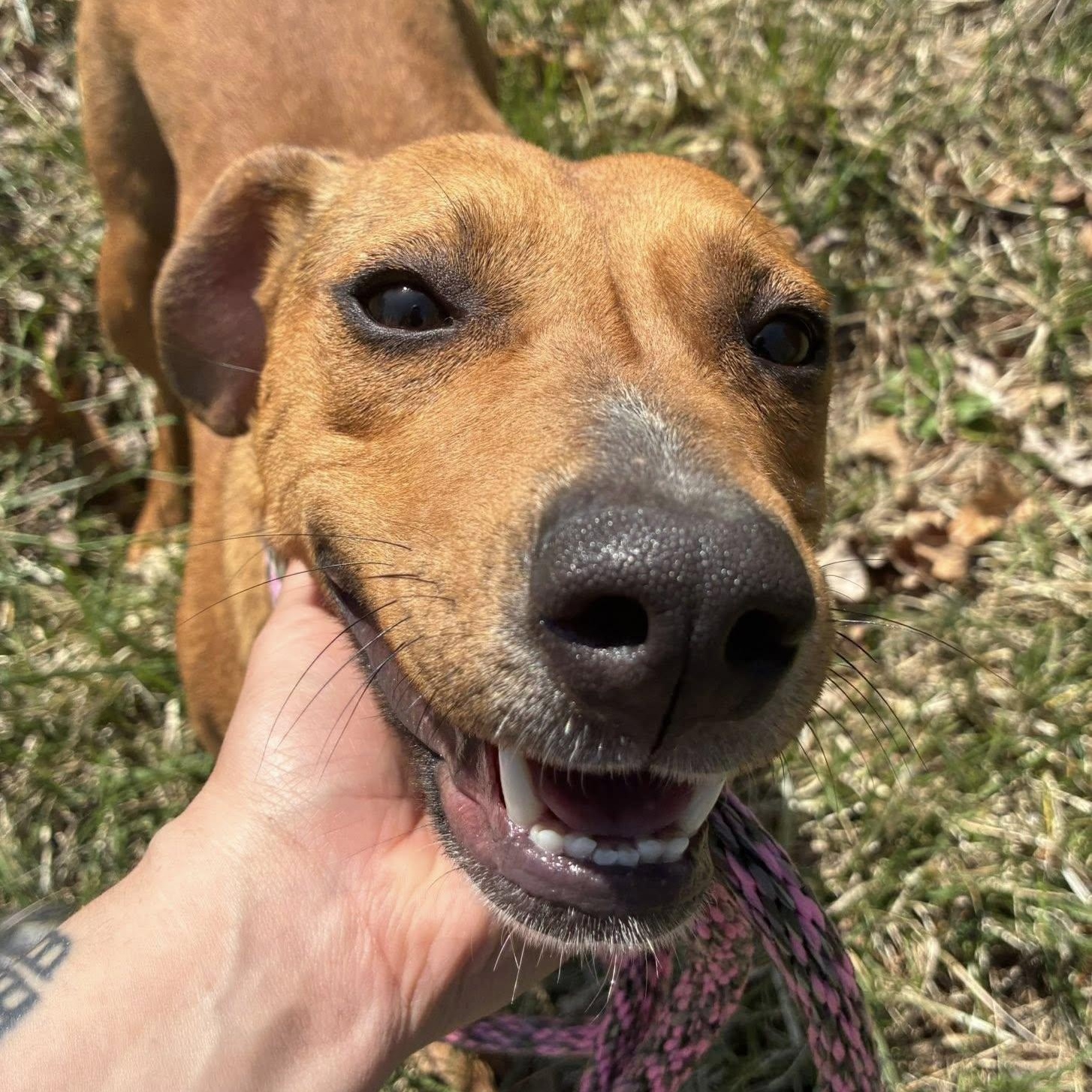 Enlarge Jelly Bean, a ADOPTABLE mixed breed in Cumberland , VA image 4/6
