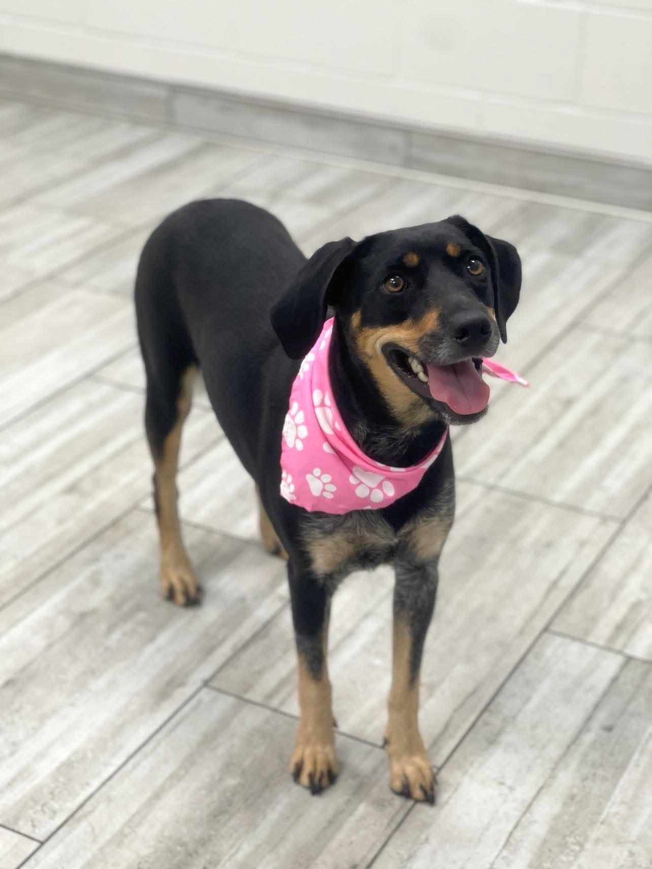 Enlarge Sweetheart, a Adoptable mixed breed in Olympia, WA image 2/2