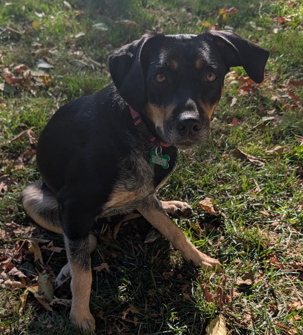 Enlarge Sweetheart, a Adoptable mixed breed in Olympia, WA image 6/6