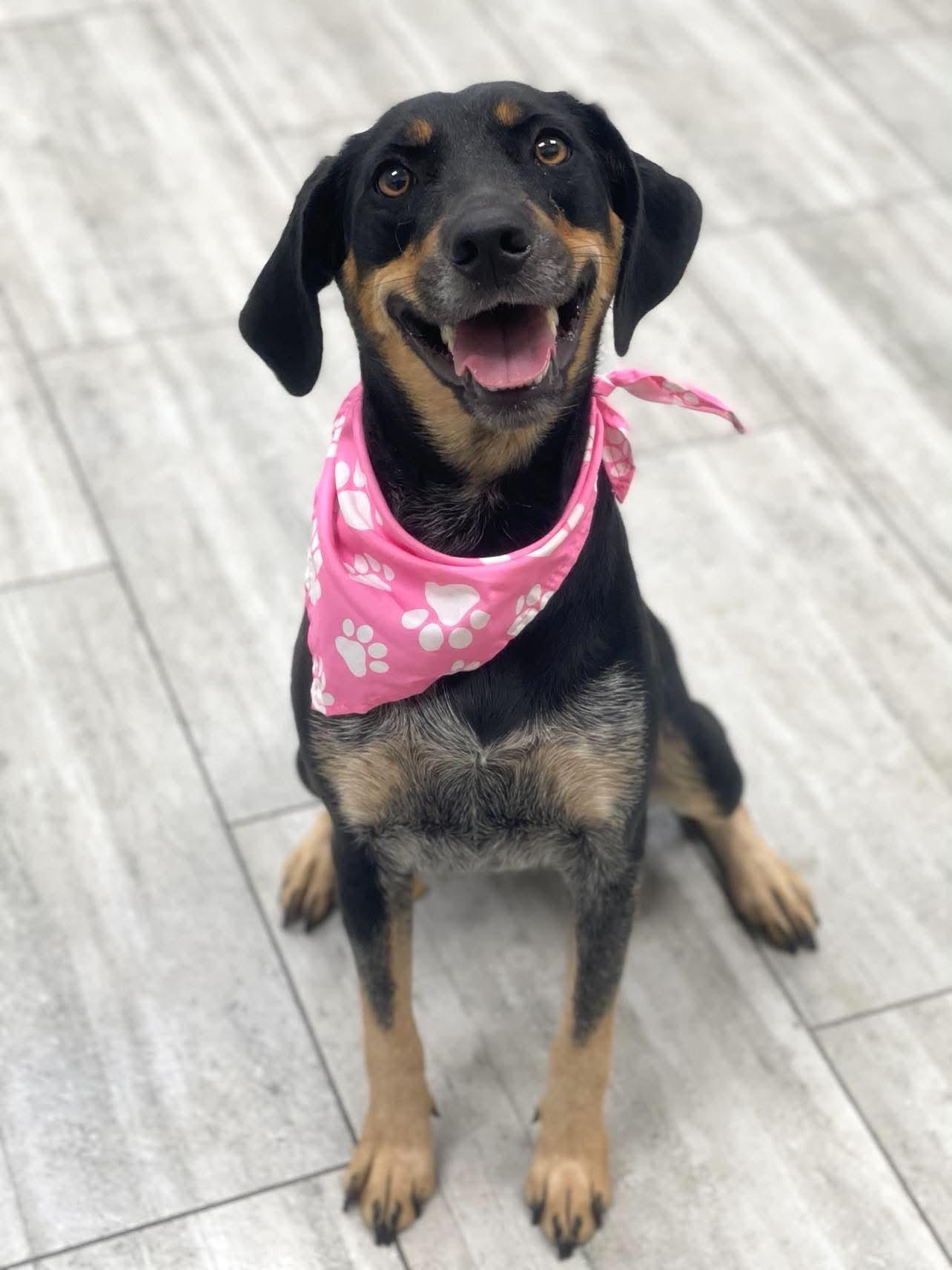 Sweetheart, Adoptable, Young Female Hound & Australian Shepherd.