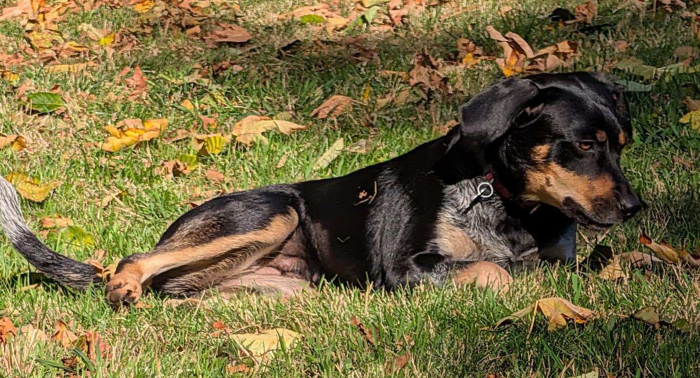 Enlarge Sweetheart, a Adoptable mixed breed in Olympia, WA image 4/6