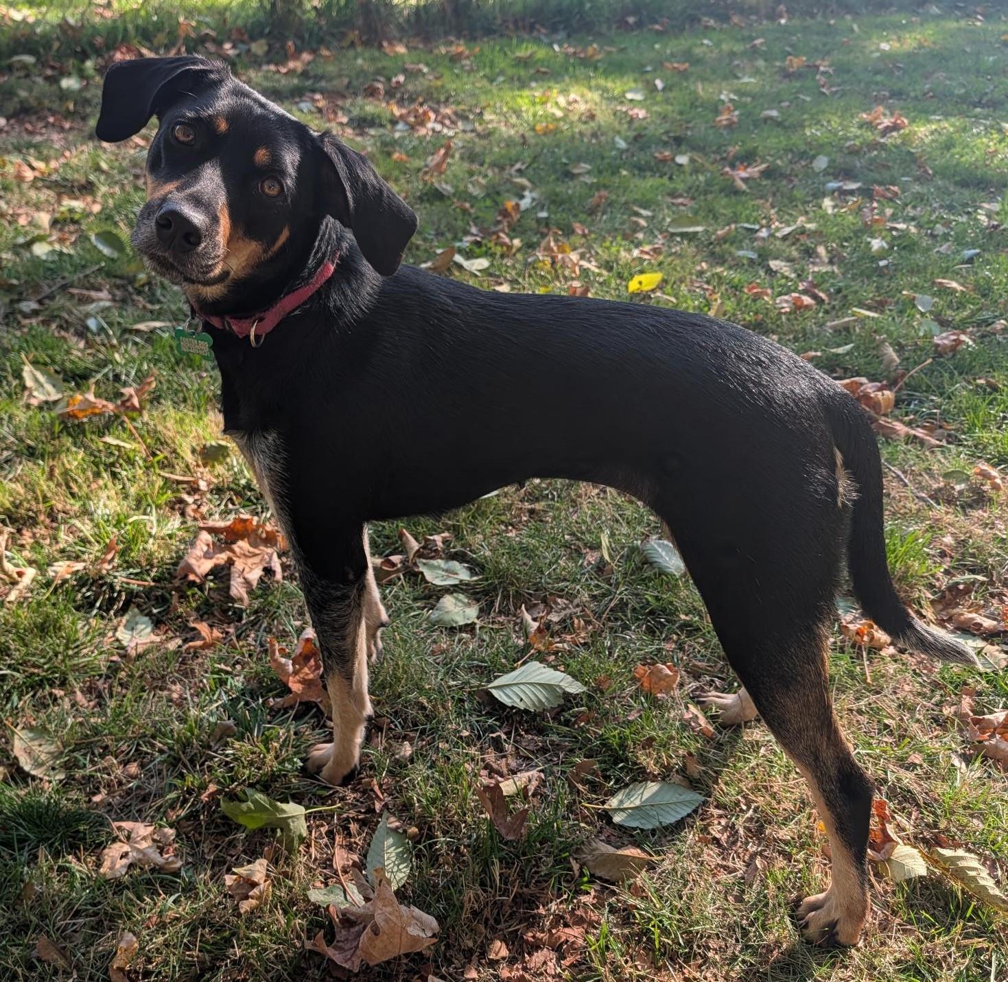Sweetheart, Adoptable, Young Female Hound & Australian Shepherd.