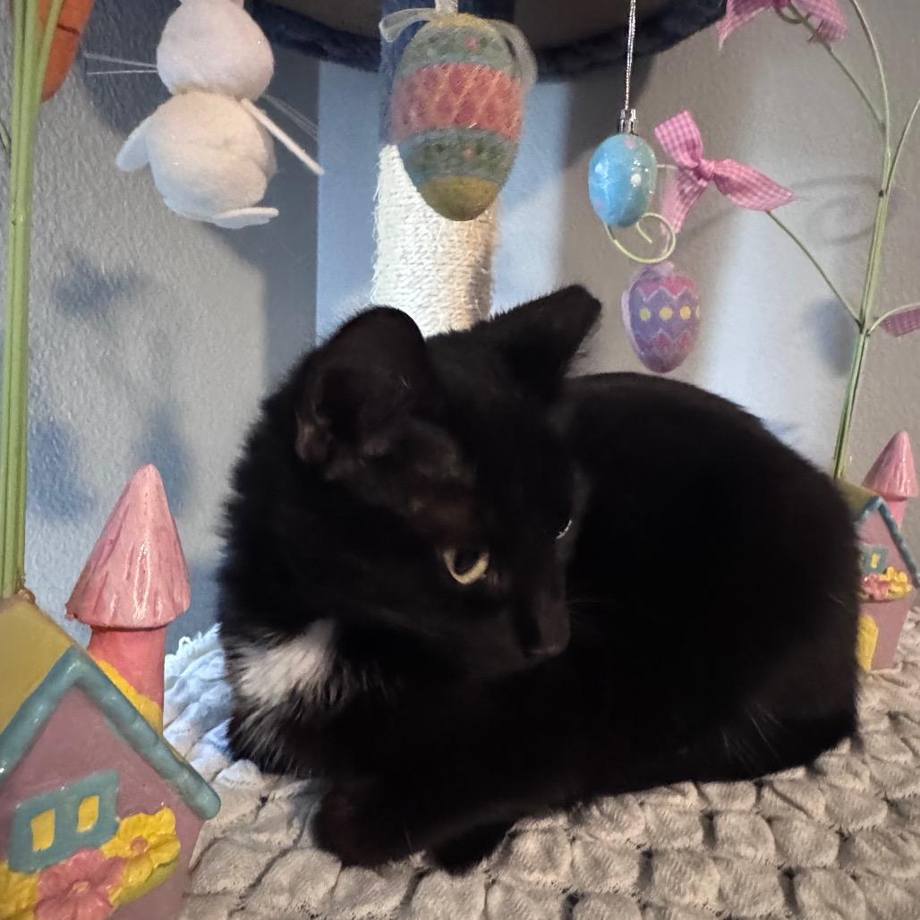 Enlarge Maxwell, a Adoptable Domestic Short Hair in TITUSVILLE, FL image 1/4