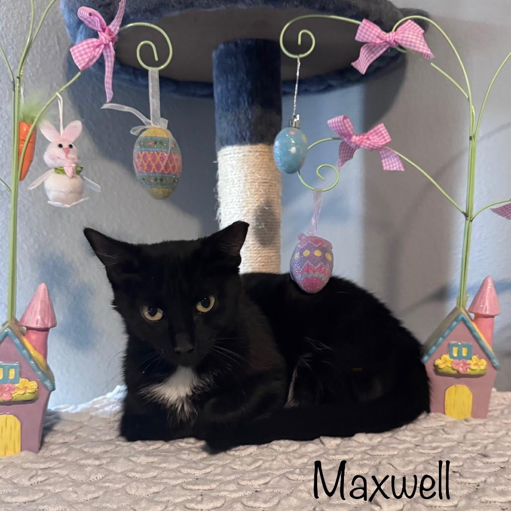 Enlarge Maxwell, a Adoptable Domestic Short Hair in TITUSVILLE, FL image 2/4