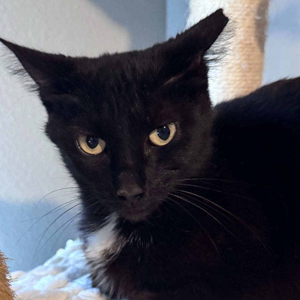 Enlarge Maxwell, a Adoptable Domestic Short Hair in TITUSVILLE, FL image 3/4